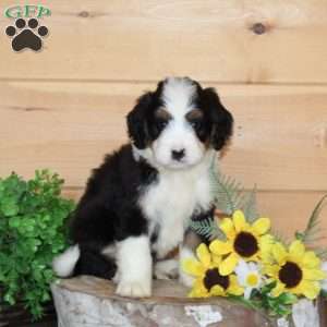 Blueberry – F1, Bernedoodle Puppy